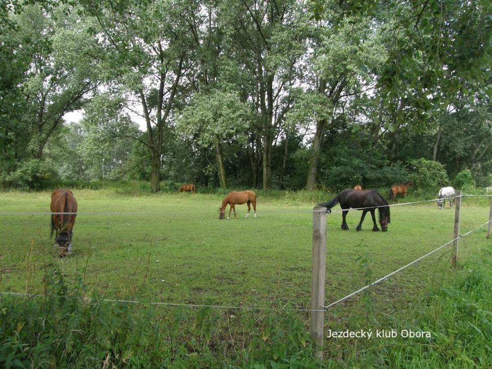 Homestay Poděbrady Екстериор снимка
